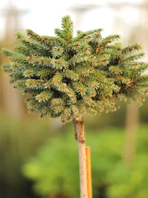Obrázek produktu pro Srbská smrčina Picea Omorika Nana na kmeni, roubovaná, 40 cm, vysoký kmen
