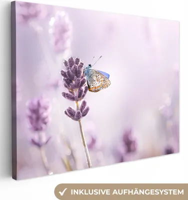 Produktbild von MuchoWow® - Leinwandbilder - Lavendel - Schmetterling - Nahaufnahme - Lila, Wandbild, Wanddeko Bilder Wohnzimmer, 80x60 cm