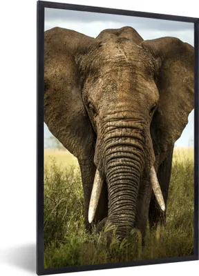 Produktbild von MuchoWow® Gerahmtes Poster Elefant - Natur - Gras - Tiere - Landschaft 40x60 cm - Poster mit Schwarzem Bilderrahmen Wandposter Rahmen Foto Bilder - Papierdruck - Wandbilder