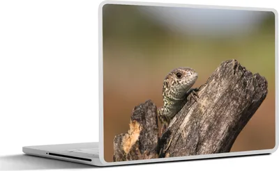Produktbild von MuchoWow® Laptop Aufkleber Sticker Cover Ein Eidechsenbaby 30x22 cm - Laptop-Sticker