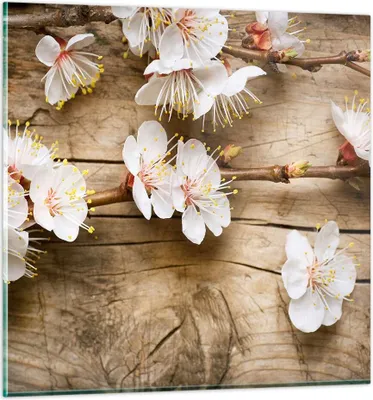 Produktbild von Bilder auf glas - Blume Stängel - 60x60cm - Glasbilder - Wandbilder - Bilder - Kunstdruck - zum Aufhängen bereit - Wanddekoration aus Glas - Glas Bilder - Wandbild auf Glas - Einteilig - GAC60x60-3537