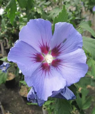 Produktbild von Hochstamm Garten-Eibisch Blue Bird - Hibiscus syriacus - 60cm Stamm + Krone