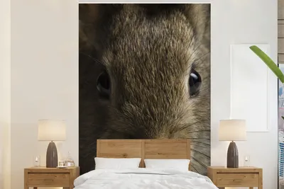 Produktbild von MuchoWow® Fototapete für Wohnzimmer oder Schlafzimmer Wandtapete Vinyl Motivtapete Kaninchen - Tier - Augen - 155x240 cm - Tapete