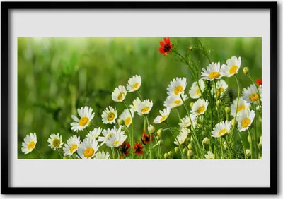Produktbild von Bild 100x70 MDF-Rahmen Wandkunst Daisy Pflanze Natur