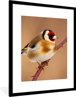 Produktbild von MuchoWow® Gerahmtes Poster Kropftaube - Vogel - Tiere 60x80 cm - Poster mit Schwarzem Bilderrahmen Wandposter Rahmen Foto Bilder - Wohnzimmer - Dekorationen - Prämie