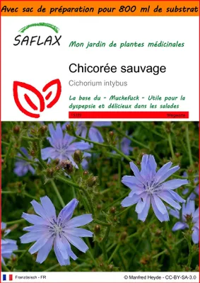 Image de SAFLAX Garden in the bag - Chicorée sauvage - 250 graines - Cichorium