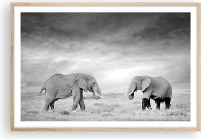 Produktbild von Gerahmtes Poster - Rahmen in heller Eiche - Elefanten Schwarzweiß Safari - 91,5x61 cm - Wand Bild - Wanddeko - Wandbilder - Wandposter - Bilderrahmen - Bilder - Kunstdruck - Wandbild - P2NAA91x61-4186