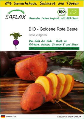 Produktbild von SAFLAX Anzucht Set - BIO - Goldene Rote Beete - Beta vulgaris - 50 Samen - Mit Mini-Gewächshaus, Anzuchtsubstrat und 2 Töpfen