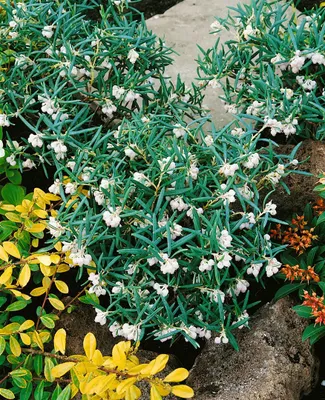 Produktbild von Andromeda glaucophylla 'Latifolia', 30–40 cm, immergrün