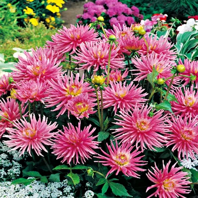 Immagine prodotto di Dalia Cactus Park Princess 1 pz. Dalia piantine di dalia piantina tuberi grandi