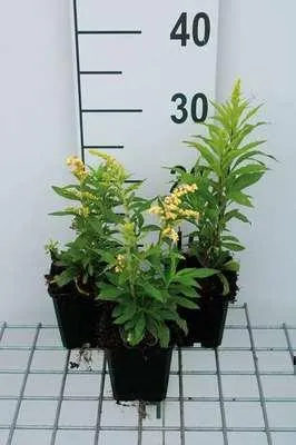 Zdjęcie produktu dla 6 x Solidago hybr. 'Strahlenkrone' - Nawłoć - doniczka 9 x 9 cm
