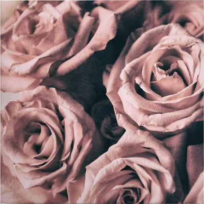 Produktbild von Leinwandbild Blumen Floral 50 x 50 cm - Wandbild Rosa - Keilrahmen Rosen Wohnzimmerdeko Wanddeko Wandgemälde
