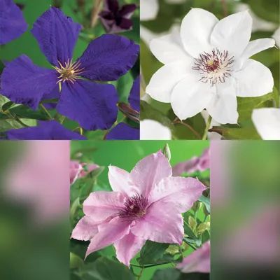 Image de Plante grimpante Clématite Tricolour - Fleurs multicolores (rose, blanc