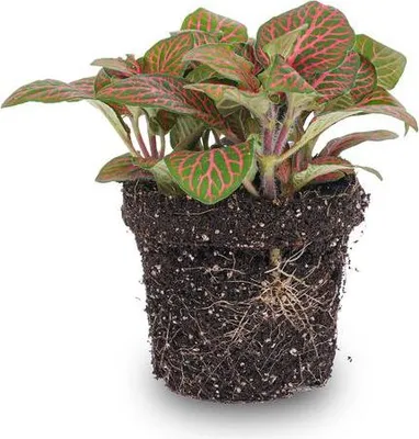 Produktbild von Fittonia Rot - Mosaikpflanze - Zimmerpflanze - Terrarienpflanze - Ø9cm