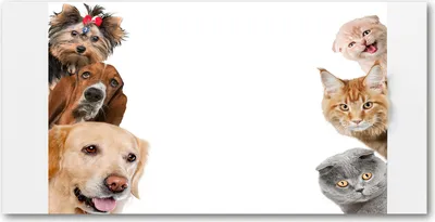 Produktbild von Tulup® Glas-Bild - 100x50 -Wandkunst - Wandbild hinter gehärtetem Sicherheitsglas  - Tiere - Hunde und Katzen - Beige