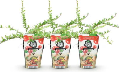 Obrázok produktu pre Čučoriedka Early Black (Vaccinium macrophylla) – mrazuvzdorná ovocná rastlina, 3 kusy