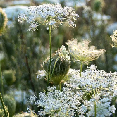 Produktbild von 6 x Wilde Möhre - Daucus carota  | Topf 9cm x 9cm
