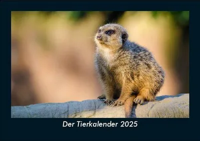 Produktbild von Der Tierkalender 2025 Fotokalender DIN A5