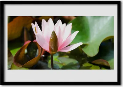Produktbild von Bild 100x70 MDF-Rahmen Wandkunst Natur Blume Pflanze