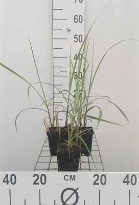 Produktbild von 6 x Miscanthus sin. 'Malepartus' - Chinaschilf - Topf 9 x 9 cm
