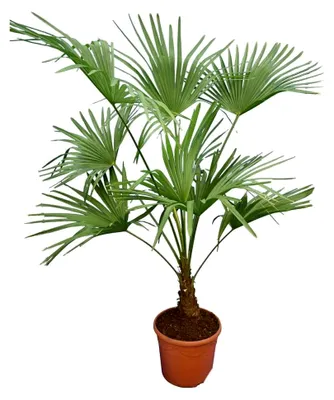 Produktbild von Winterharte Hanfpalme L - Trachycarpus fortunei - Höhe 120-140 cm - Topfdurchmesser 30 cm