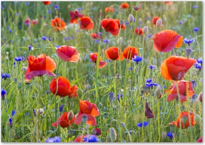 Produktbild von Tulup® Glas-Bild - 100 x 70 - Wandbild aus Glas - Wandkunst - Wandbild hinter gehärtetem Sicherheitsglas - Blumen & Pflanzen - Feldblumen - Rot