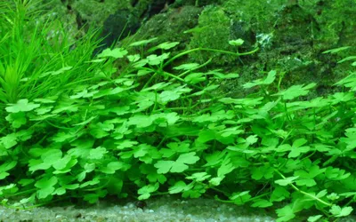 Produktbild von Aquarium Pflanze Aquariumpflanze Hydrocotyle tripartita AquaOne Nr.339B