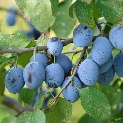 Produktbild von Hauszwetsche Pflaume Pflaumen Pflaumenbaum kleinbleibend Bauernpflaume