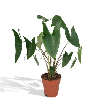 Produktbild von Meergroothandel Alocasia Zebrina (Elefantenohr) - 75 cm, Ø19 cm