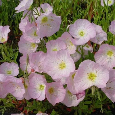 Produktbild von 6 x Garten-Nachtkerze  - Oenothera Speciosa 'Siskiyou'  | Topf 9cm x 9cm