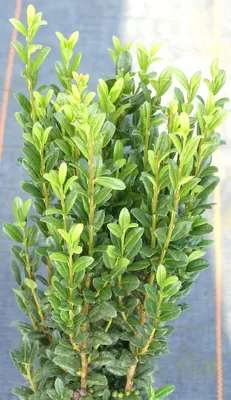 Obrázok produktu pre Ilex japonský stĺpovitý - Ilex fastigiata - 20 - 30 cm