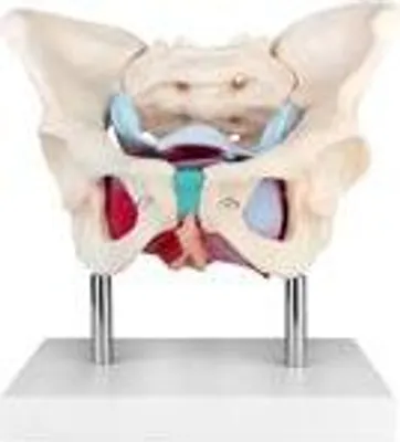 Immagine prodotto di Modello di anatomia Modello di scheletro femminile Pelvi Pavimento pelvico Modello anatomico femminile Pavimento pelvico Formazione Pelvi Pavimento pelvico Modello MedMod