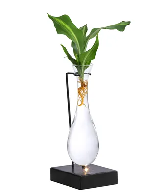 Produktbild von Dehner Waterplant Drachenbaum, Dracaena fragrans Burley, Wasserpflanze im LED-Glas, Ø 6 cm, Zimmerpflanze