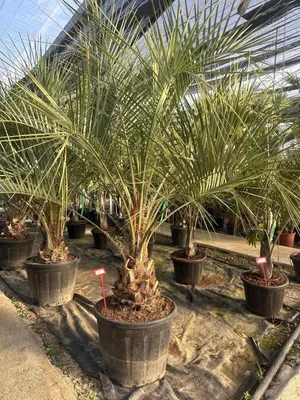 Produktbild von Palme Butia Capitata H: 280cm - 300cm WINTERHART -15°C Stamm 30/40 cm