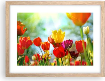 Produktbild von Gerahmtes Poster - Rahmen in heller Eiche - Tulpe Blume Plantage Wiese - 40x30 cm - Wand Bild - Wanddeko - Wandbilder - Wandposter - Bilderrahmen - Bilder - Kunstdruck - Wandbild - P2NAA40x30-2566
