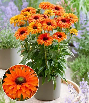 Produktbild von BALDUR Garten 2x Echinacea 'SunSeekers® Mineola', Knollen in Größe I, gefüllte TOP-Neuheit in knallorange, reichblühende & kompakte Rarität, winterharte Blüten-Schönheit, pflegeleicht