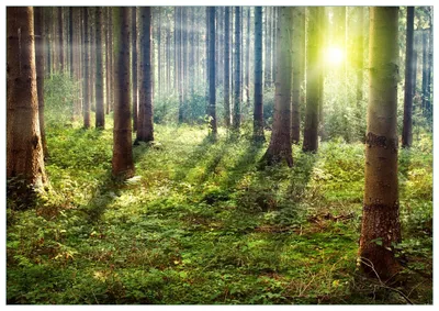 Produktbild von Wallario Premium Glasbild, freischwebende Optik, kräftige Farben, Größe 100 x 70 cm Motiv Sonnenuntergang im Wald zwischen den Bäumen
