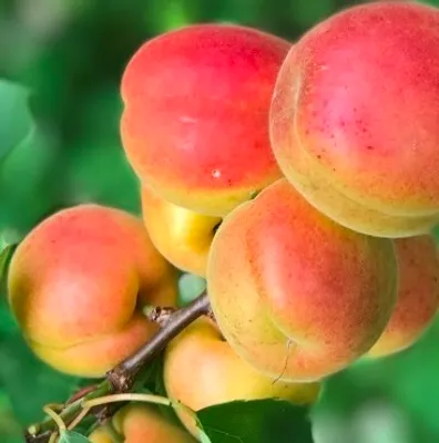 Produktbild von Obstbaum `Klosterneuburger Marille´ - 120-140cm im Topf