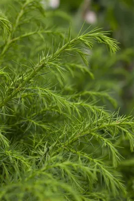 Produktbild von Cryptomeria japonica 'Elegans Viridis', Japanische Sicheltanne, 30–40 cm