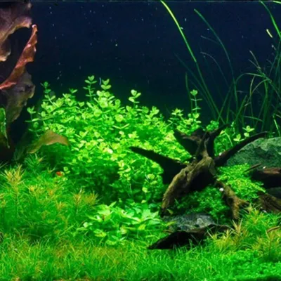 Produktbild von Aquarium Pflanze Lindernia rotundifolia Tropica Nr.045 einfache Wasserpflanze