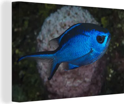 Produktbild von OneMillionCanvasses® - Leinwandbilder - 140x90 cm, Blauer Fisch, Wandbilder Kunstdruck Wanddekoration
