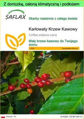 Zdjęcie produktu dla SAFLAX - Garden to go - Karłowaty Krzew Kawowy - 8 Nasiona - Z doniczką, pokrywą klimatyczną i podłożem do uprawy - Coffea arabica nana