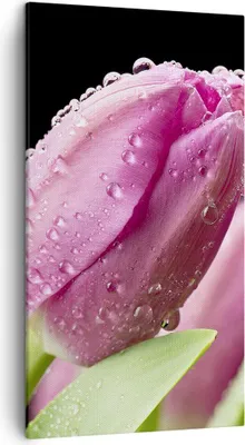 Produktbild von Bild auf Leinwand - Leinwandbild - Tulpe Blumen Tau - 45x80cm - Wand Bild - Wanddeko - Wandbilder - Leinwanddruck - Bilder - Kunstdruck - Wanddekoration - Leinwand bilder - Wandkunst - PA45x80-2483