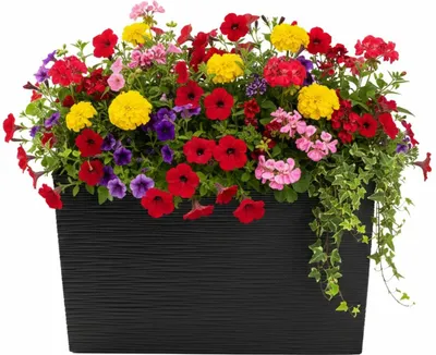 Produktbild von HowHomely | Blumentopf - Pflanzgefäß - schwarz - 36x56 cm - Blumenkübel - Rillenstruktur - Übertopf