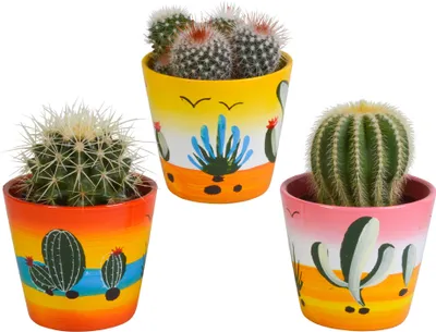 Produktbild von Bolcactus Mix 8,5 Cm | 3 Stück