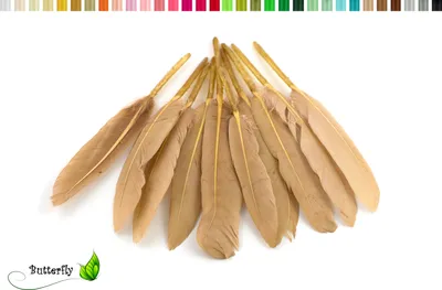 Produktbild von 10 Entenfedern ca. 10-15cm, Farbauswahl:sand / beige / natur 835