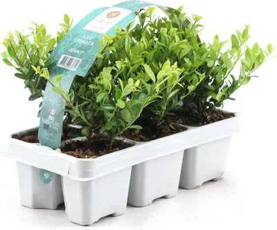 Produktbild von Ilex crenata 'Jenny 6 Stück 20-25 cm - Stechpalme Heckenpflanzen - Idealer Buchsbaum-Ersatz