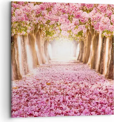 Produktbild von Bild auf Leinwand - Leinwandbild - Baum Blumen Kirsche Natur - 70x70cm - Wand Bild - Wanddeko - Leinwanddruck - Bilder - Kunstdruck - Wanddekoration - Leinwand bilder - Wandkunst - AC70x70-2794