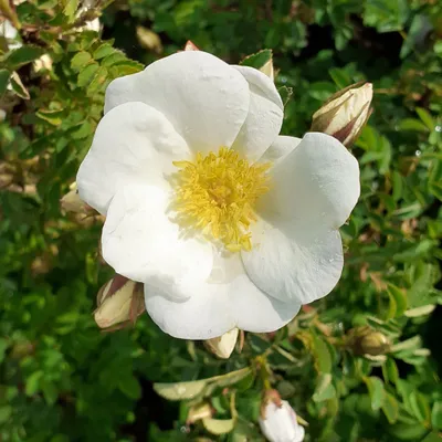 Produktbild von Dünenrose Felsenrose Bibernellrose - Rosa pimpinellifolia