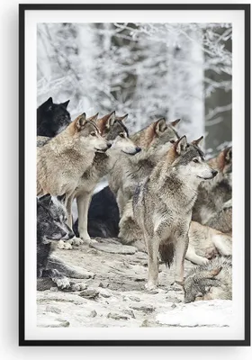 Produktbild von Gerahmtes Poster - Schwarzer Rahmen - Rudel Wölfe Winter - 61x91,5 cm - Wand Bild - Wanddeko - Wandbilder - Kunstposter - Wandposter - Bilderrahmen - Bilder - Kunstdruck - Wandbild - P2BPA61x91-4357